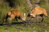 Red Deer Rut