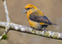 Crossbill