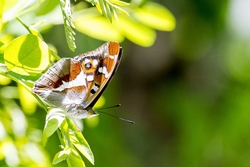 Purple Emperor