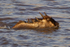Wildebeest swimming across the Mara river