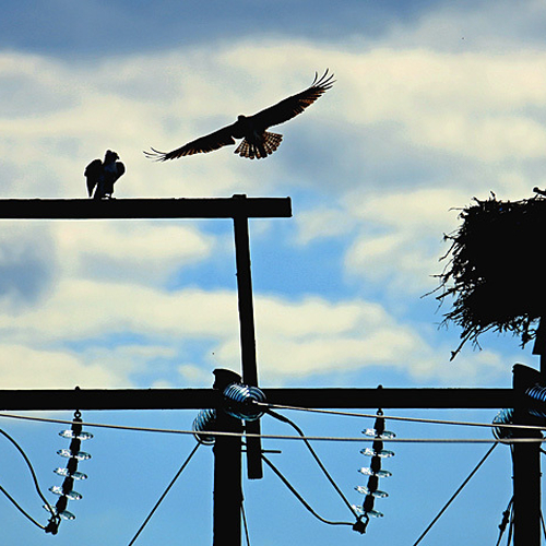 Ospreys attracted to lofty nesting sites frequently build nests atop transmission line towers.