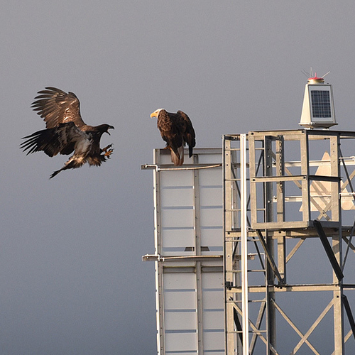 Bald Eagle juvenile not happy about delay in getting it's breakfast.