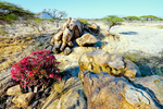 Desert Rose, Shaba, Kenya