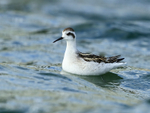 Red-necked Phalarope (juvenile), Farmoor
