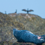 Grey Seal Shark Bite Injury
