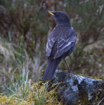 Male Ring Ouzel