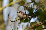 Long-tailed Tit