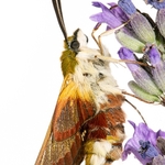Broad-bordered Bee Hawk-moth (Hemaris fuciformis)