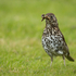 Song Thrush