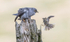 Male Cuckoo