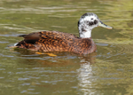 Laysan Duck 1