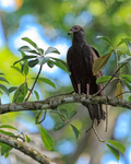 Turkey Vulture (juvenile), Costa Rica
