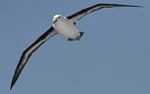 Black-browed Albatros