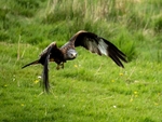 Red Kite