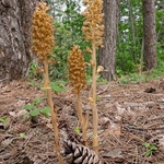 Bird's nest orchid (Neottia nidus-avis) 