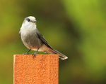 Grey Jay portfolio