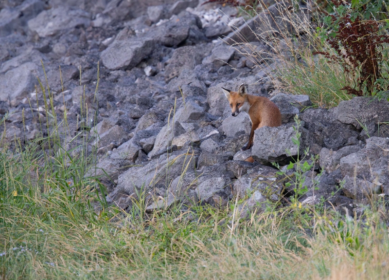 Red Fox - Dee Estuary - North Wales