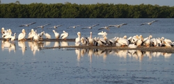  Pelicans _0038