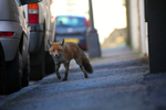 Urban fox in a Bristol street