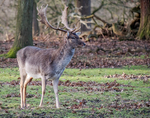 Fallow Deer