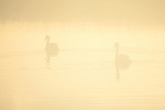 Mute swans in the mist on the Somerset Levels_009732
