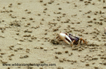 ANG007: Fiddler crab