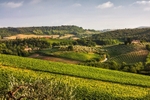 Tuscan Vineyards