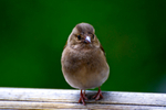 Chaffinch - 9097