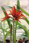 Hippeastrum 'Merengue'