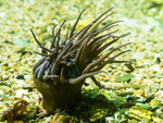 Snakelock Anemone