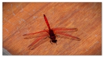 Little_Red