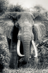 Kenya Elephant