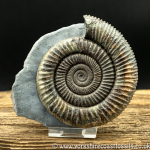 amm1429 Dactylioceras ...