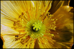 Golden Delight