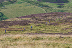 Ennerdale Show-7
