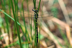 Golden-ringed Dragonfly