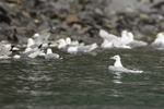 Black-legged Kittiwake bathing, Whittier, Alaska