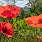 Field poppies (Papaver rhoeas),  and other weeds of cultivation