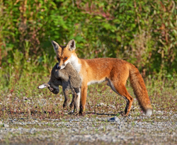 Mammals portfolio