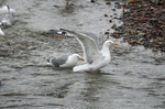 Herring Gulls