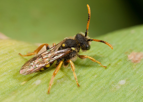 Cuckoo Bees