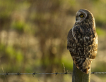 SHORT EARED OWL / REF SEO 9