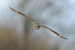 Short-eared Owl head-on, Hawling, Gloucestershire