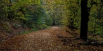 Down the Forest Track