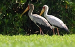 Yellow Billed Storks