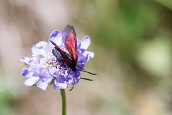 Slender Scotch Burnet - Zygaena Loti