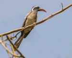 African Grey Hornbill.