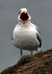 Yellow-legged Gull