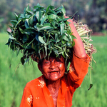 Bali Joy,  Bali, Indonesia. 1997