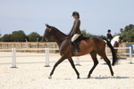 Class 8 - Best Riding Horse or Pony portfolio